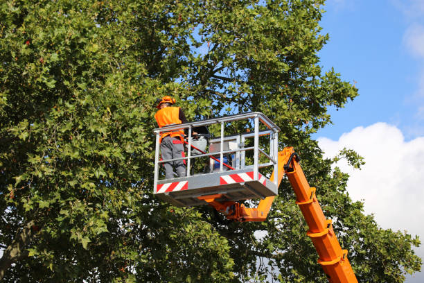 The Steps Involved in Our Tree Care Process in Detroit, MI